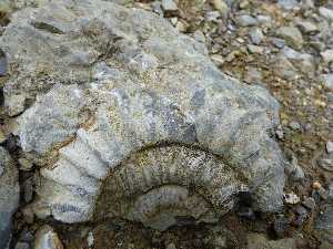 Fossille d'ammonite
